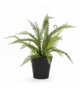 Fern in a 16 x 14 '' black pot