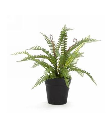 Fern in a 16 x 14 '' black pot