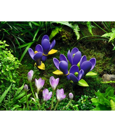 Measuring Set CROCUS