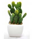 White pot cactus ROCK