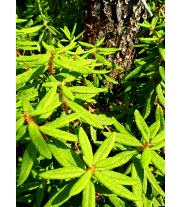 Labrador Tea